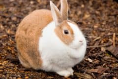 home_vet_gallery1