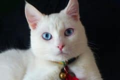 home_vet_gallery10