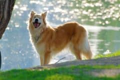 home_vet_gallery11