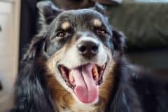 home_vet_gallery12