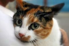 home_vet_gallery13