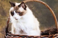 home_vet_gallery14