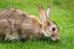 home_vet_gallery15