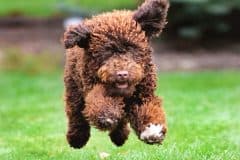 home_vet_gallery2