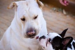home_vet_gallery8