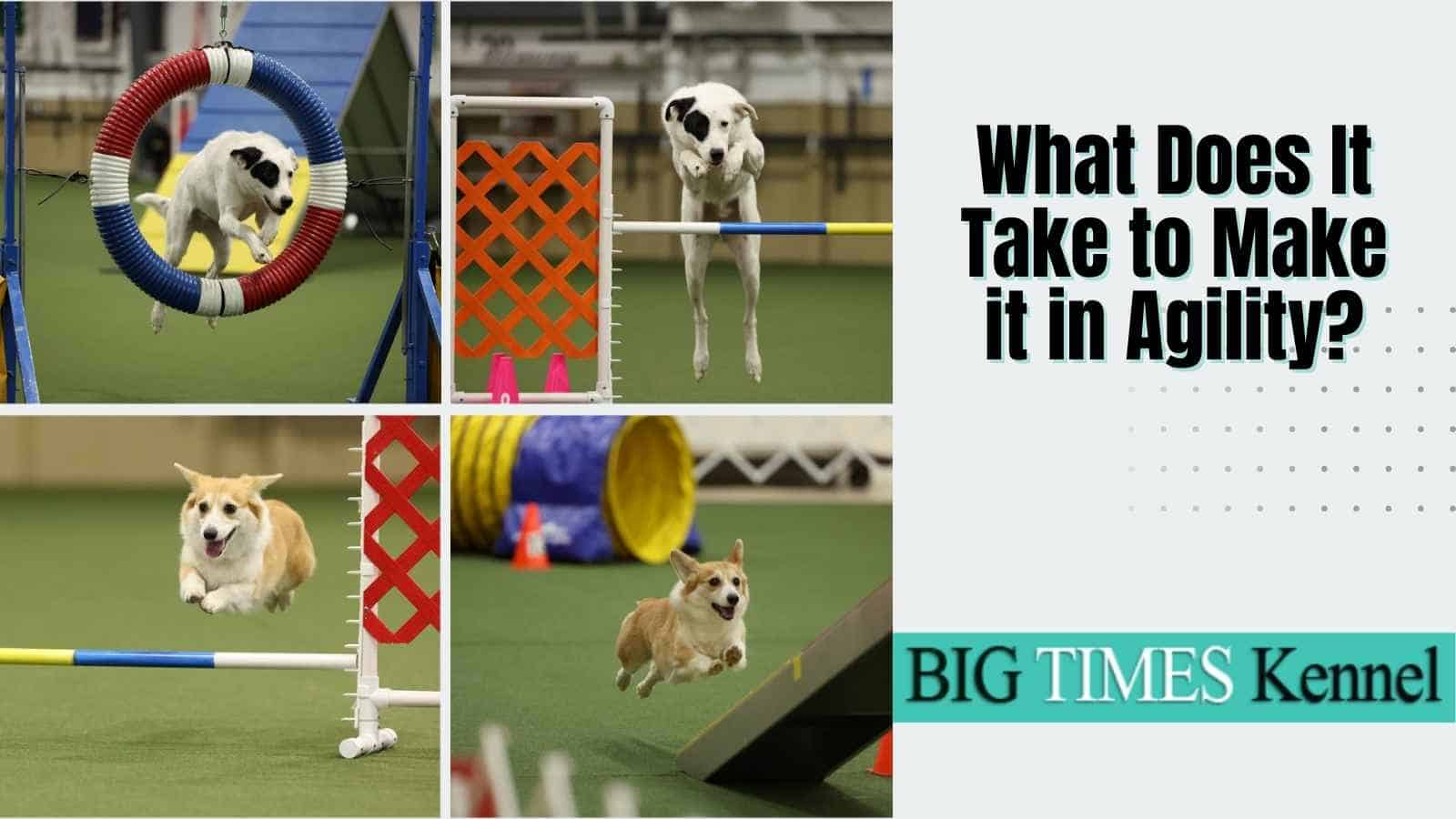 Make it in Agility two dogs on agility course