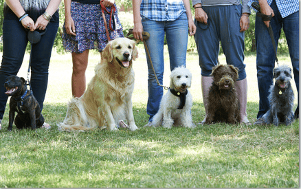 Is Your Dog Well-Mannered? 7 Questions for the Dog Owner