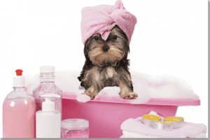 Turn Your Pet’s Bath Time into Spa Time