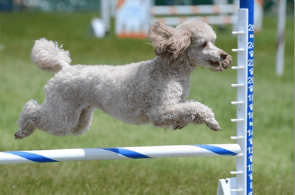 Dog Agility Training