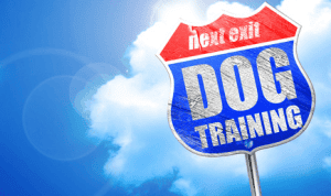 Dog Training