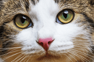 Must-Ask Questions Before Boarding Your Cat