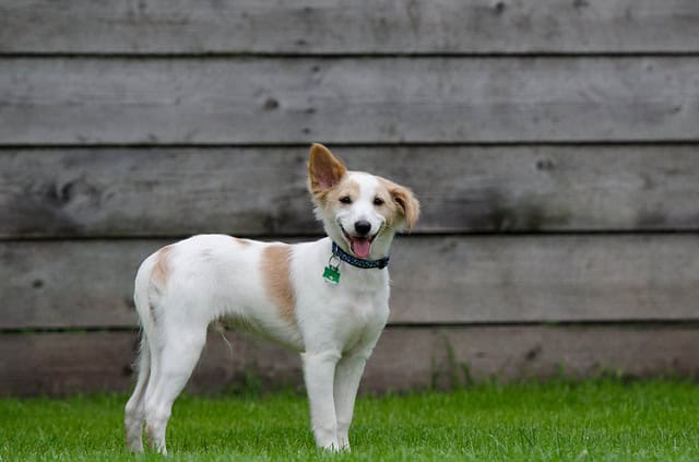 Pets and Their Owners Rave About Day Care