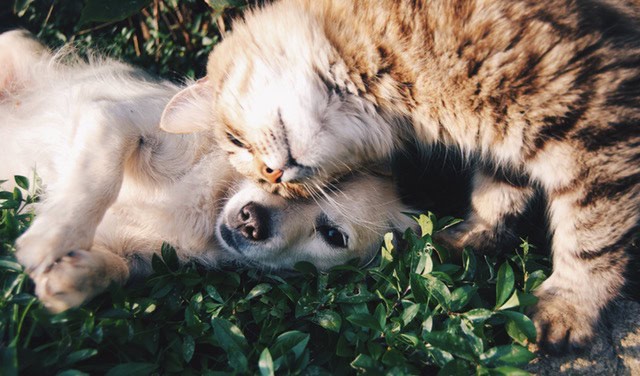 What First Time Pet Boarding Families Need to Know