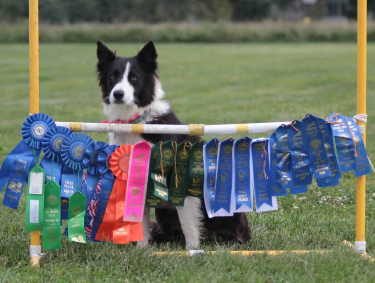 agility