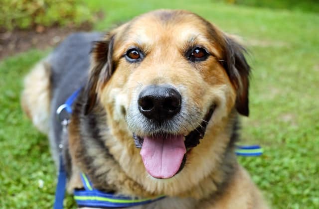 Dog Training in Dayton OH
