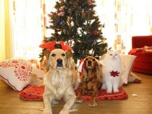 Comfort and Joy for You and Your Pet During the Holidays