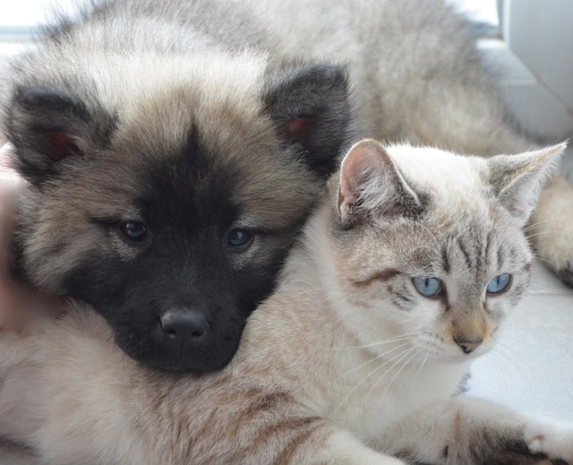 Cute husky puppy resting his head on a tabby cat.