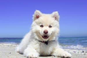 puppy at beach