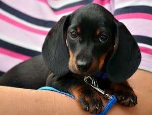 dachshund-puppy