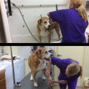 Grooming at Big Times Kennel