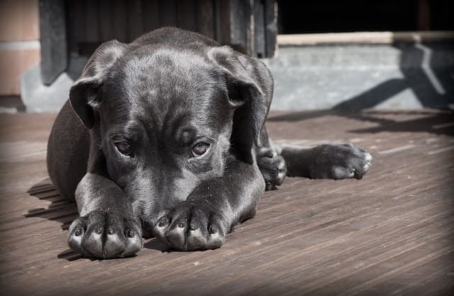 dark grey puppy with head down looking sorry needs private lessons