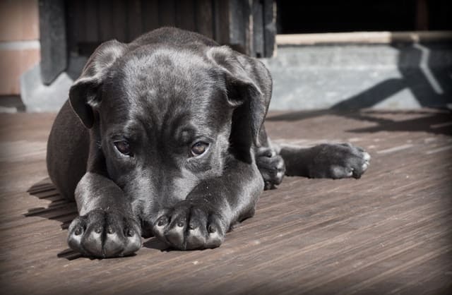 Just You and Your Dog: the Benefits of Private Lessons