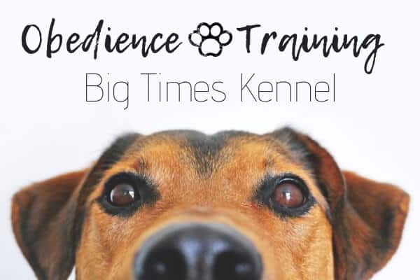 close up of dog - obedience training - big times kennel