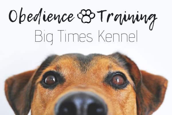 6 Benefits of Enrolling Your Dog in Obedience Class