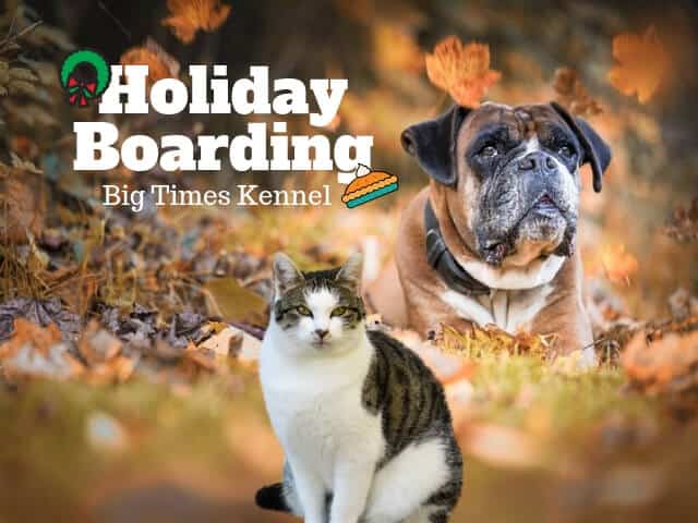 Why Holiday Boarding Is Best for You and Your Pet