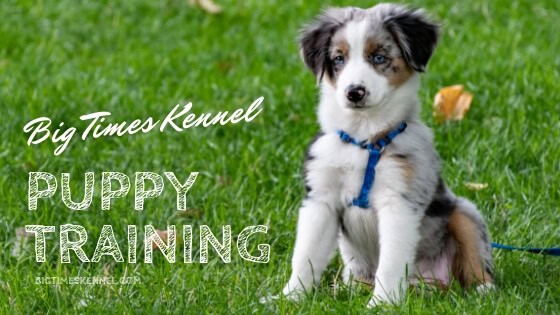 Build a Strong Bond with Your New Puppy Through Obedience Training