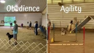 obedience and agility