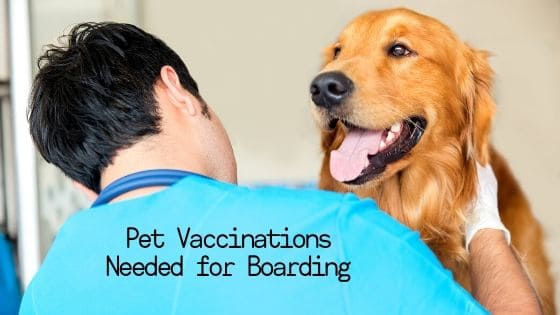Pet Vaccinations Needed for Boarding