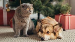 nervous dog and cat during holidays
