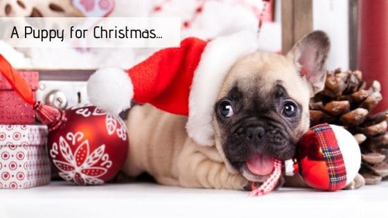A Puppy for Christmas – Making the Best Choice