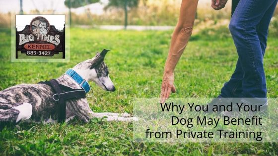 Why You and Your Dog May Benefit from Private Training