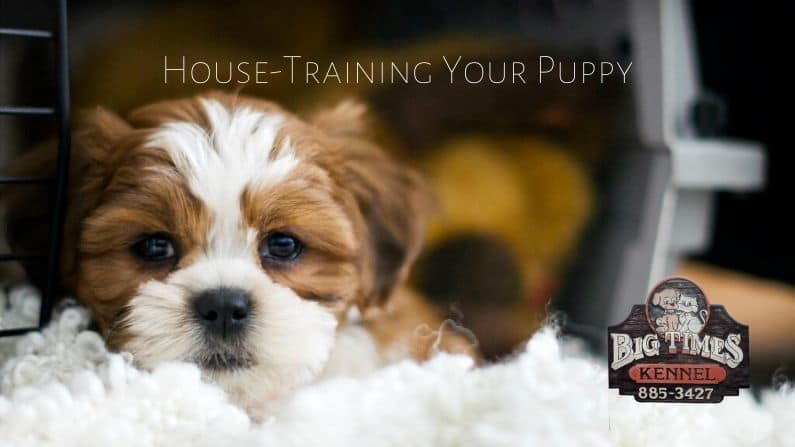 Tips for House-Training Your Puppy Successfully