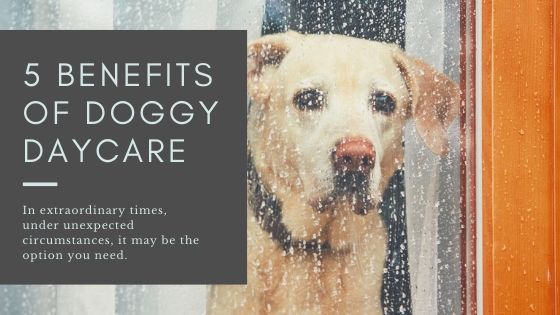 5 benefits of dog daycare is daycare right for your dog