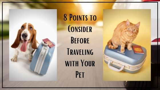 8 Points to Consider Before Traveling with Your Pet