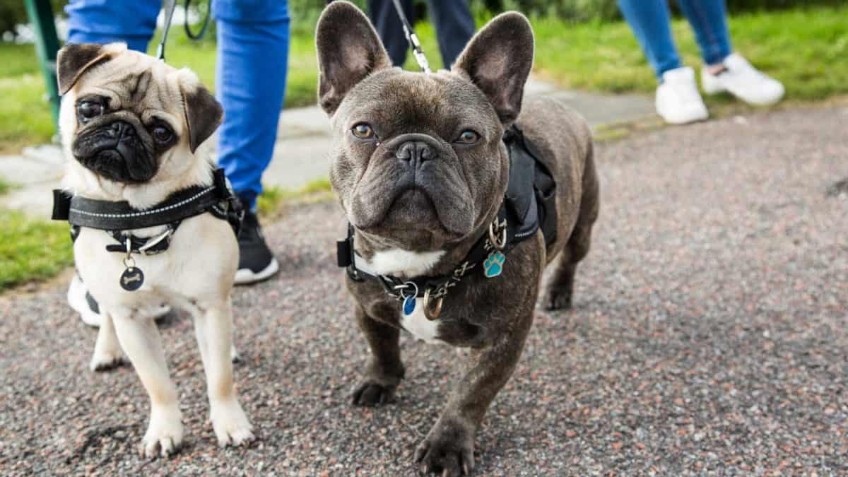 Well Behaved Pet Training