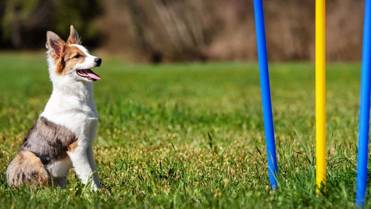 agility training dayton OH