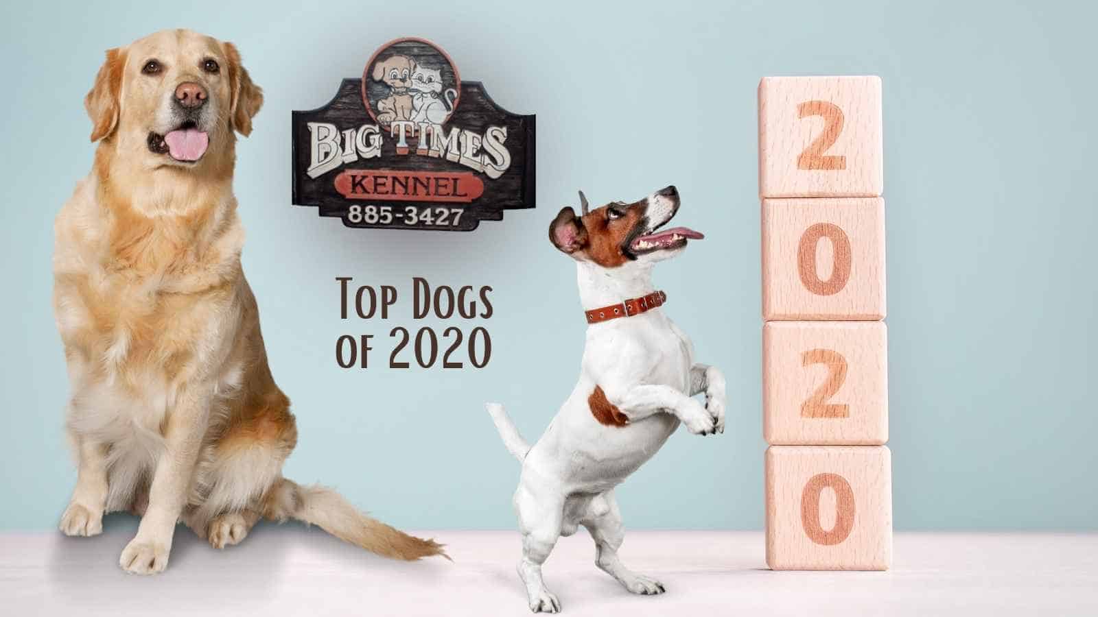 Celebrating the Top Dogs of 2020