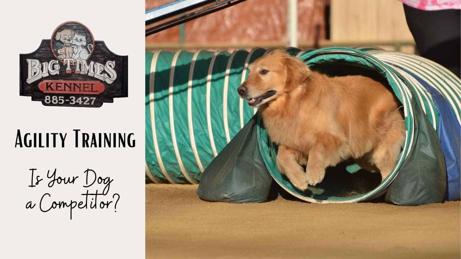 Agility Training – Is Your Dog a Competitor?