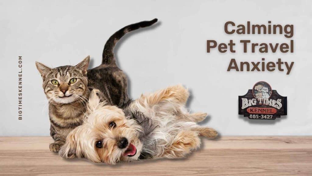 Calming Pet Travel Anxiety Big Times Kennel