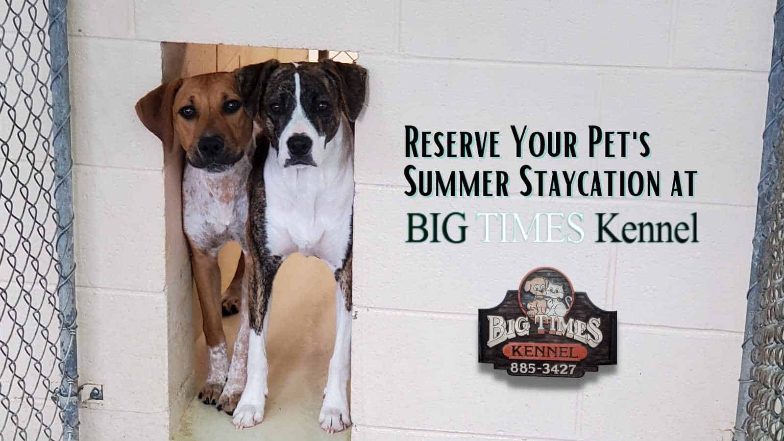 Reserve Your Pet’s Summer Staycation at Big Times Kennel!