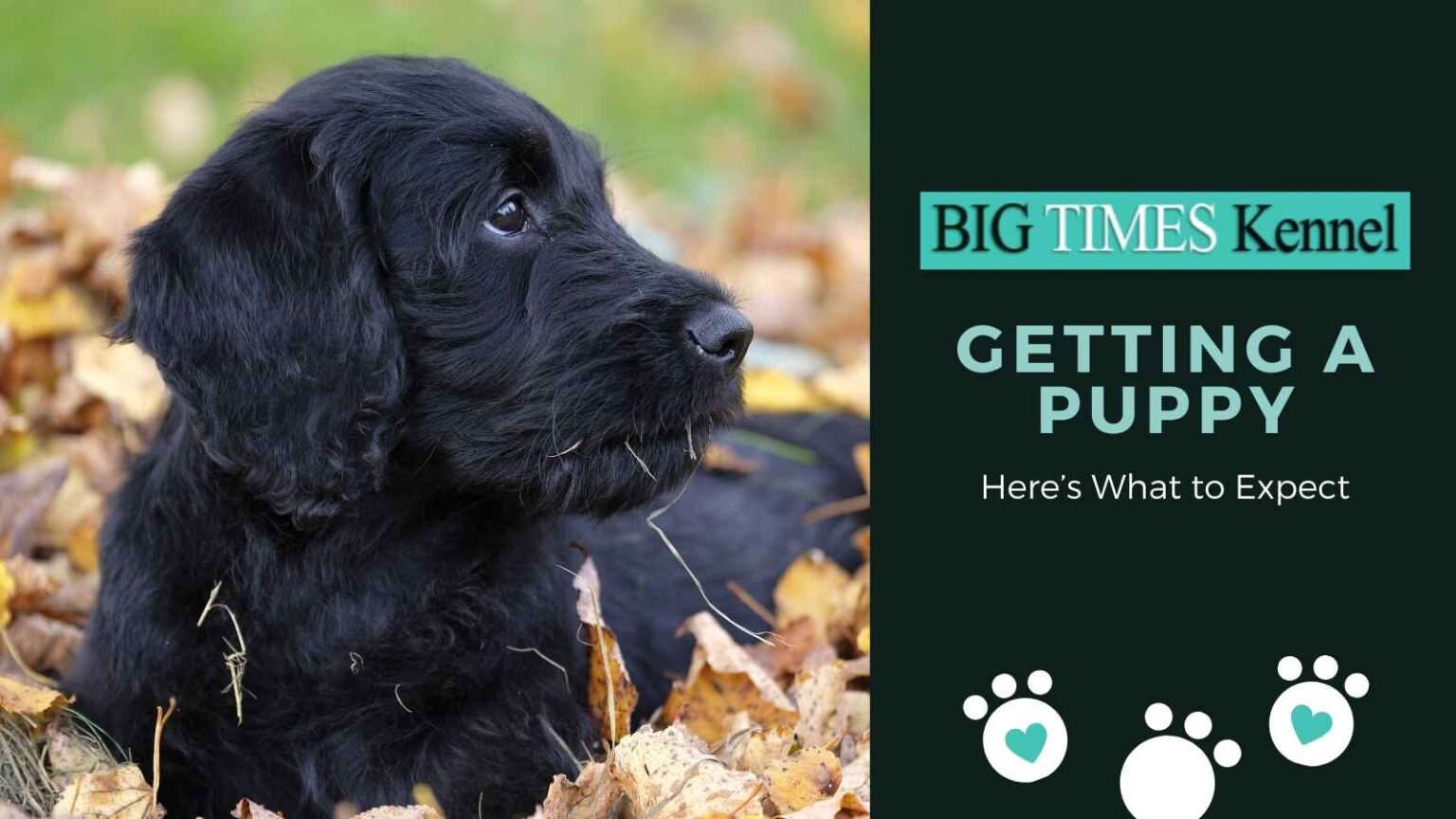 Getting a Puppy Here's What to Expect Big Times Kennel