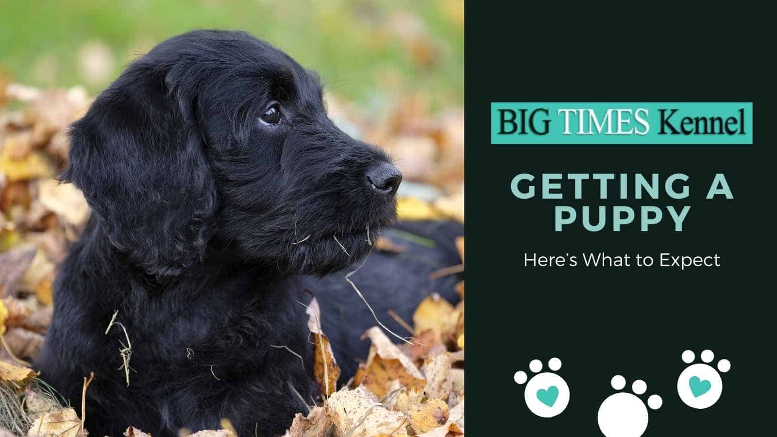 Getting a Puppy – Here’s What to Expect
