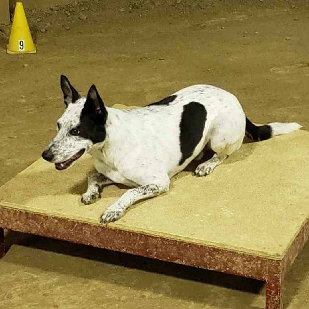 Dog laying during agility training at Big Times Kennel