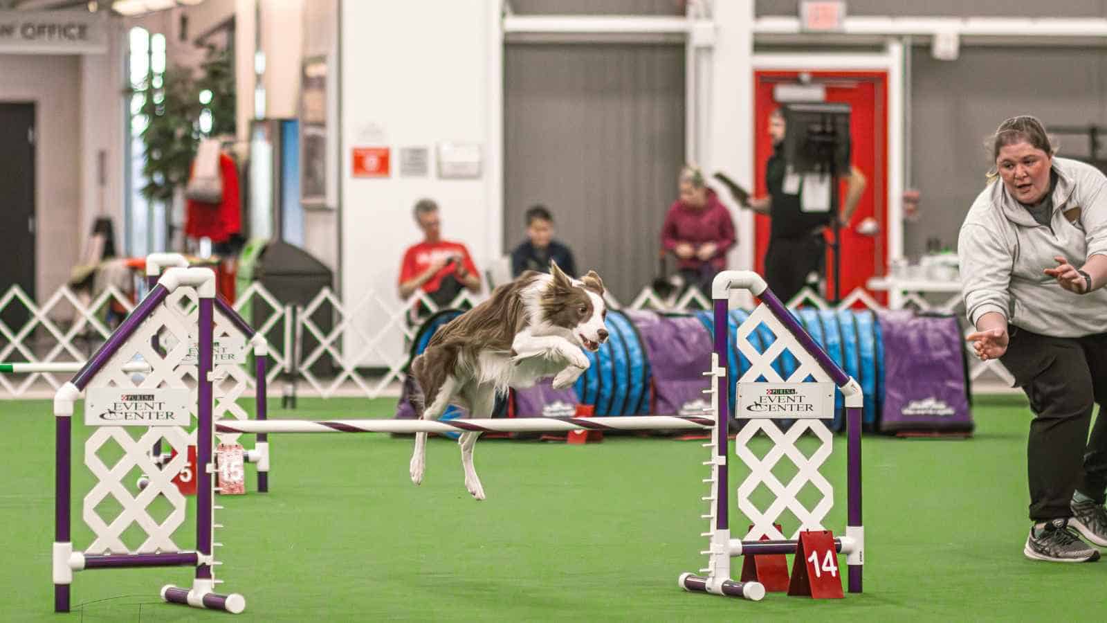 Big Times Kennel Dayton OH Pet Gallery