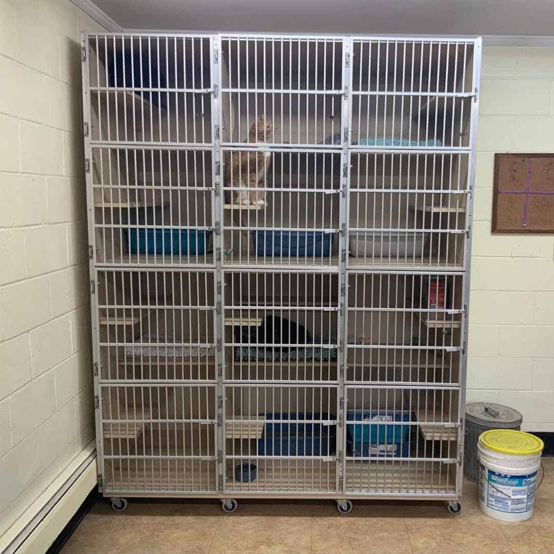 Cat kennel at Big Times Kennel in Dayton