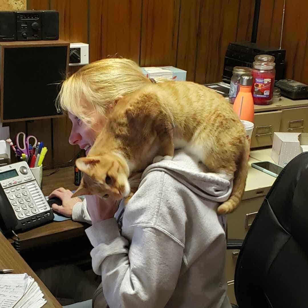 Cat Boarding - Teddy and Maureen